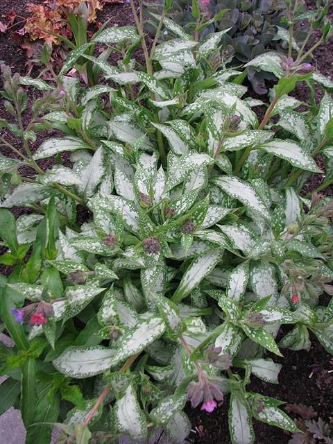 Pulmonaria saccharata 'Mary Mottram'
